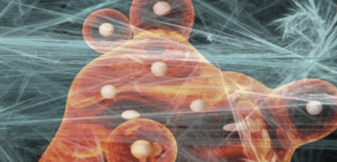 Master en Medicina Funcional Catalítica y Biocatalizadores, MFB