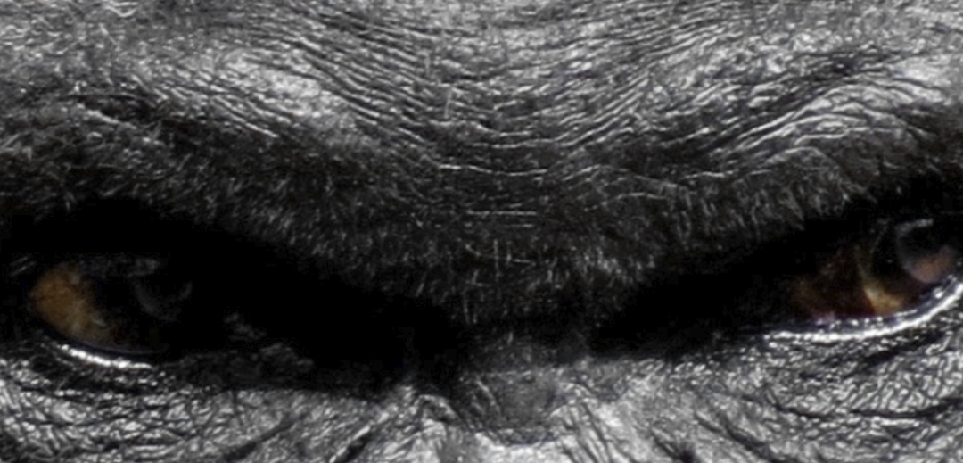 Máster en Primatología y Etología Humana