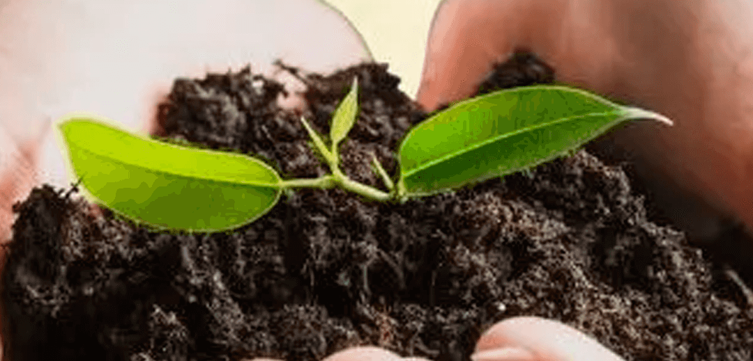 Máster en Ciencias Ambientales, Ecología y Desarrollo Sostenible